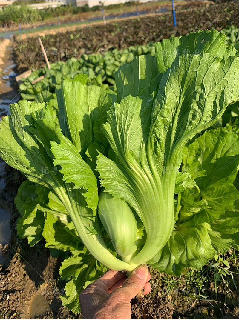 四季水东芥菜种籽广东包心甜芥菜种子腌制酸菜大肉青菜种蔬菜种孑建南