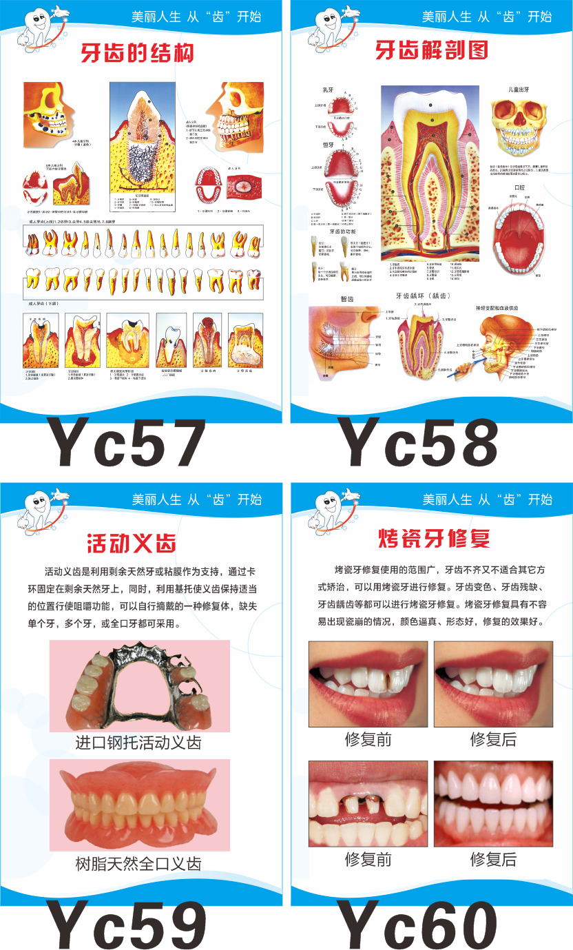 牙科挂图知识宣传挂画牙医口腔诊所制度牌烤瓷牙解剖海报定制kt板yc10