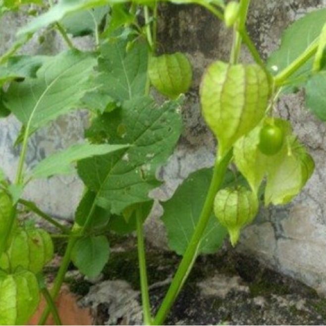 新鲜草药灯笼草 鬼灯笼打卜草 天泡果 1000g【图片 价格 品牌 报价】