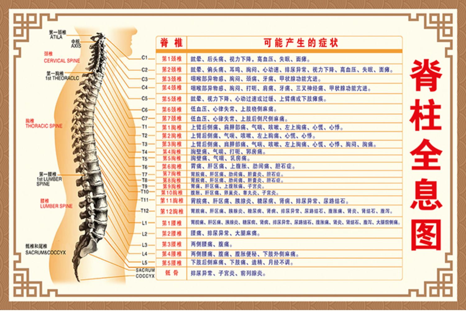 脊柱全息图脊柱病症挂图人体骨骼肌肉结构图人体内脏器官解剖图 y52