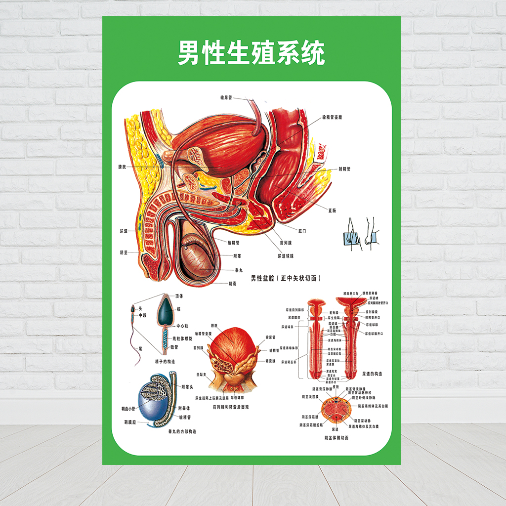 人體九大系統運動消化生殖泌尿神經解剖內臟骨骼肌肉醫院醫學掛圖人體