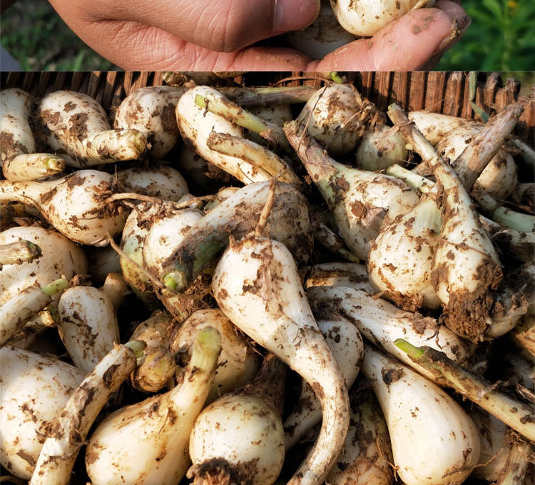 新鲜荞头现挖农家自种新鲜藠头新鲜蔬菜农家蒜白泡菜荞头茭头荞头去