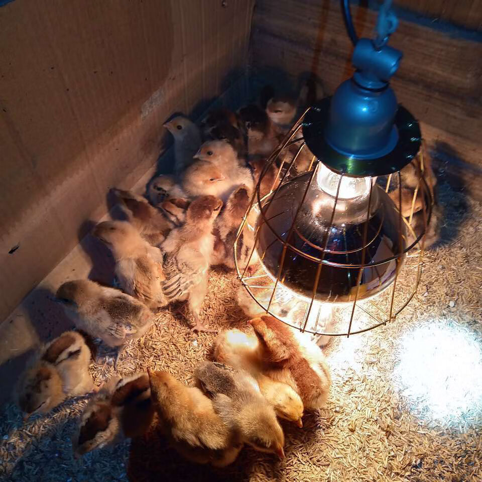 保温灯保暖灯养殖小鸡猪仔加热灯泡动物家畜牧防爆防水烤灯取暖灯白麻