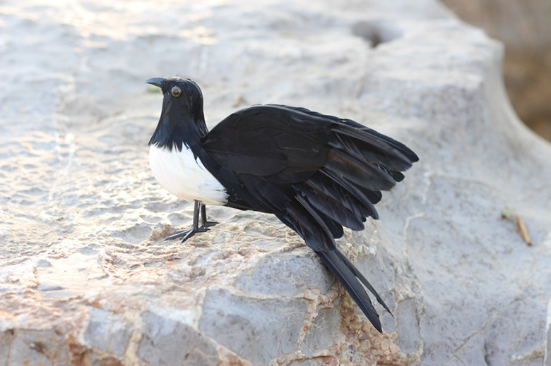 仿真鳥類標本仿真喜鵲鳥擺件教學模型羽毛鳥工藝鳥類飛禽標本創意禮品