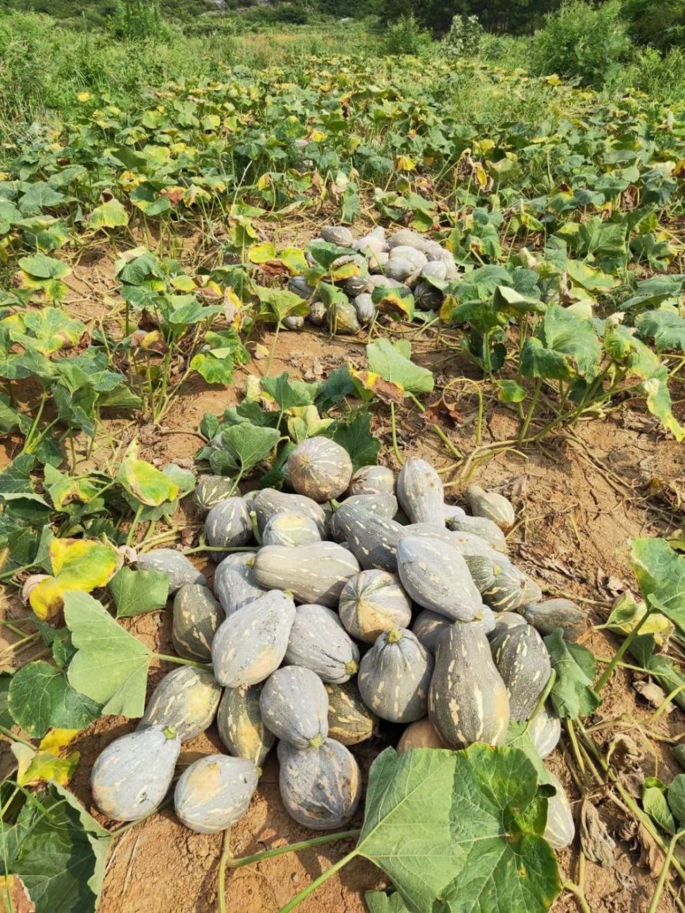 湖南香芋南瓜甜糯正宗香甜老南瓜香芋味小南瓜新鲜蔬菜非贝贝南瓜7斤