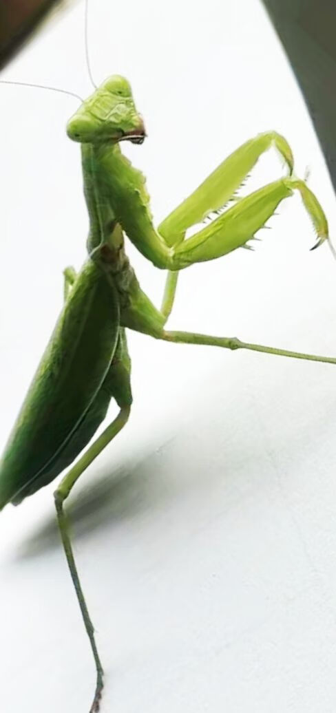 螳螂活体 克氏盾螳螂人工精心养殖大型螳螂儿童生日礼物赠不支持无