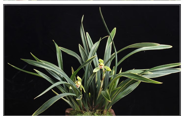 兰花苗春兰金边线艺矮种金彩荷花卉绿植盆栽室内客厅卧室四季植物 4苗