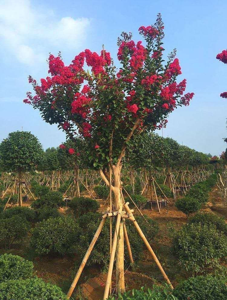 络咚棠 轻奢精品紫薇树苗美国红火箭红火球百日红紫色粉色紫薇树绿程