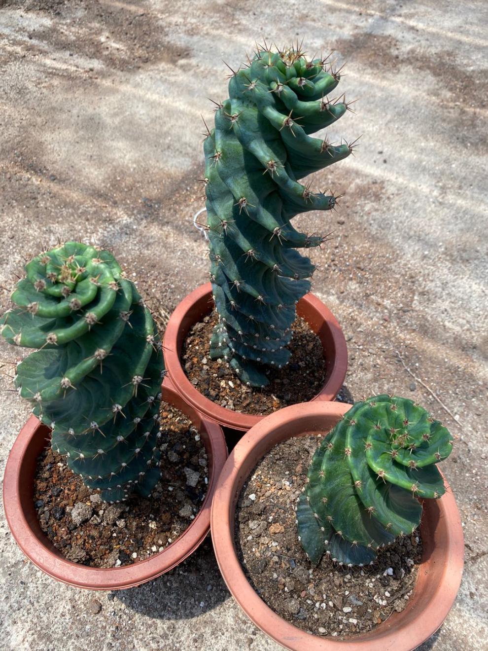 稀有仙人掌科龙卷风螺旋旋风天伦柱仙人球多肉植物盆栽绿植有根3540