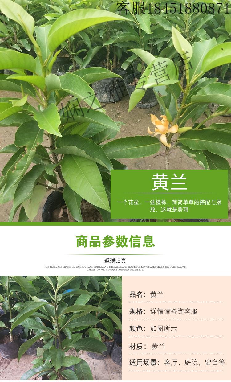 白兰花盆栽植物室内四季浓香型黄角兰树苗带花阳台庭院大型绿植白兰8