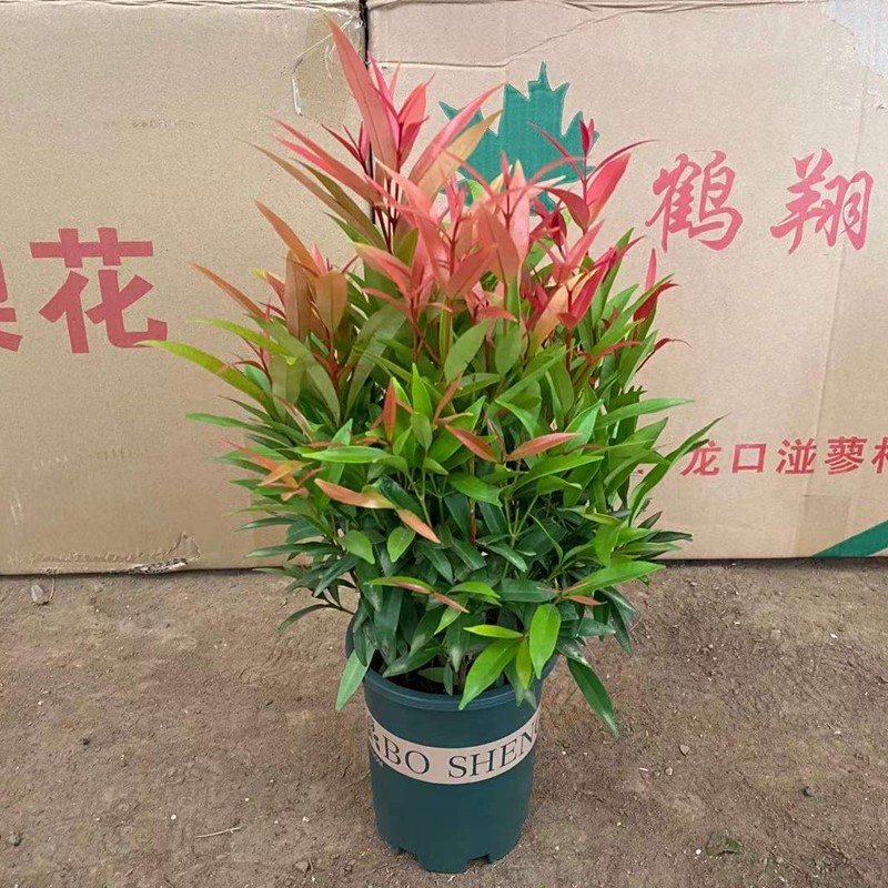 红车树红鳞蒲桃花卉盆栽四季常青水培土培室内盆栽桌摆阳台客厅红车