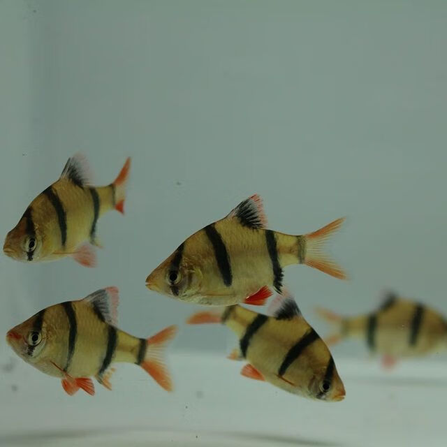 虎皮鱼蓝四间绿虎皮蓝皮热带鱼观赏鱼小型鱼群游淡水鱼小虎皮活体
