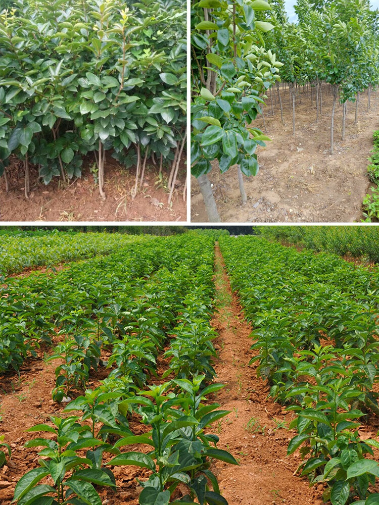 富平尖柿子树苗富平柿子苗树当年结果特大庭院果树盆栽北方南方种植脆