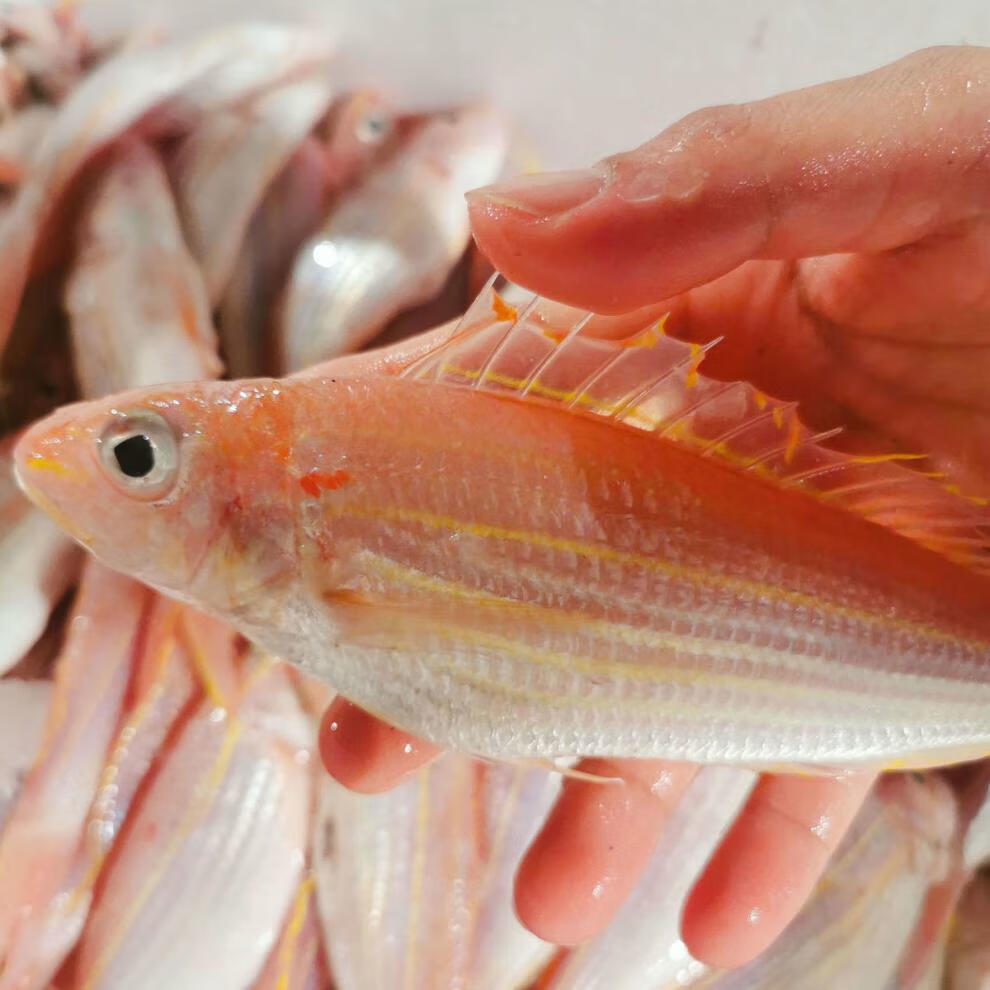 好物推薦鮮美驚湛江新鮮金線魚海鮮水產海釣海魚冷凍