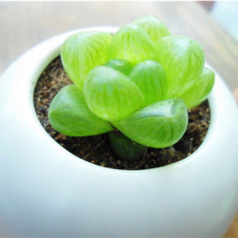 黄金草多肉植物黄金万年草群生多头肉肉植物盆栽组合室内阳台 12颗多