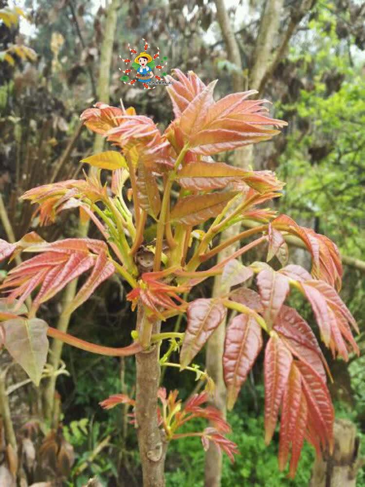 盆栽地栽食用香椿树苗南北方种植香椿树苗 红油香椿八年苗(树形粗壮)