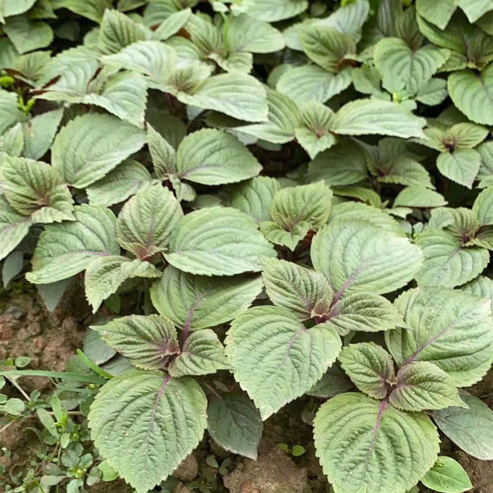 新鲜紫苏苗20株现挖盆栽紫苏叶提香 麦基乐 ems空运20颗紫苏苗【图片