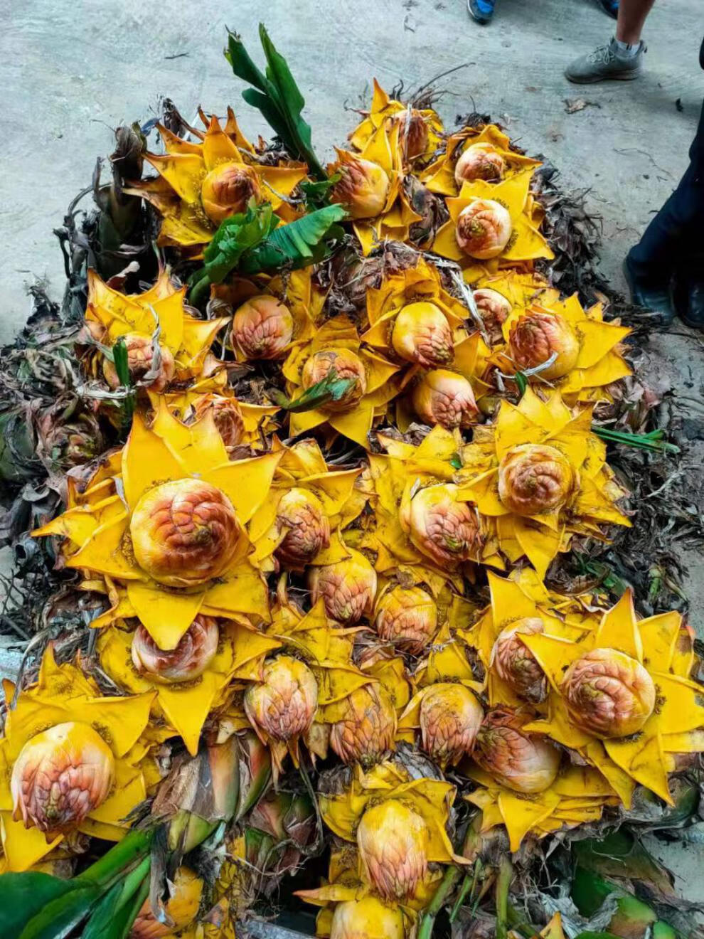 尼泊尔千瓣金莲树图片