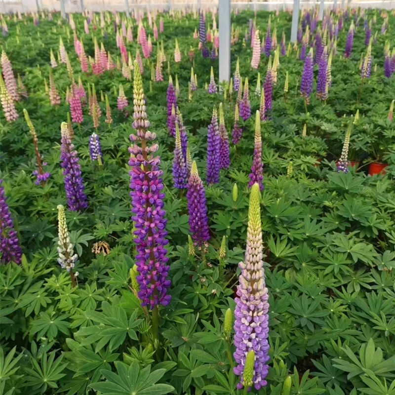 鲁冰花盆栽大苗带花羽扇豆花苗庭院阳台花卉喜阳耐寒地栽西瓜红大苗带