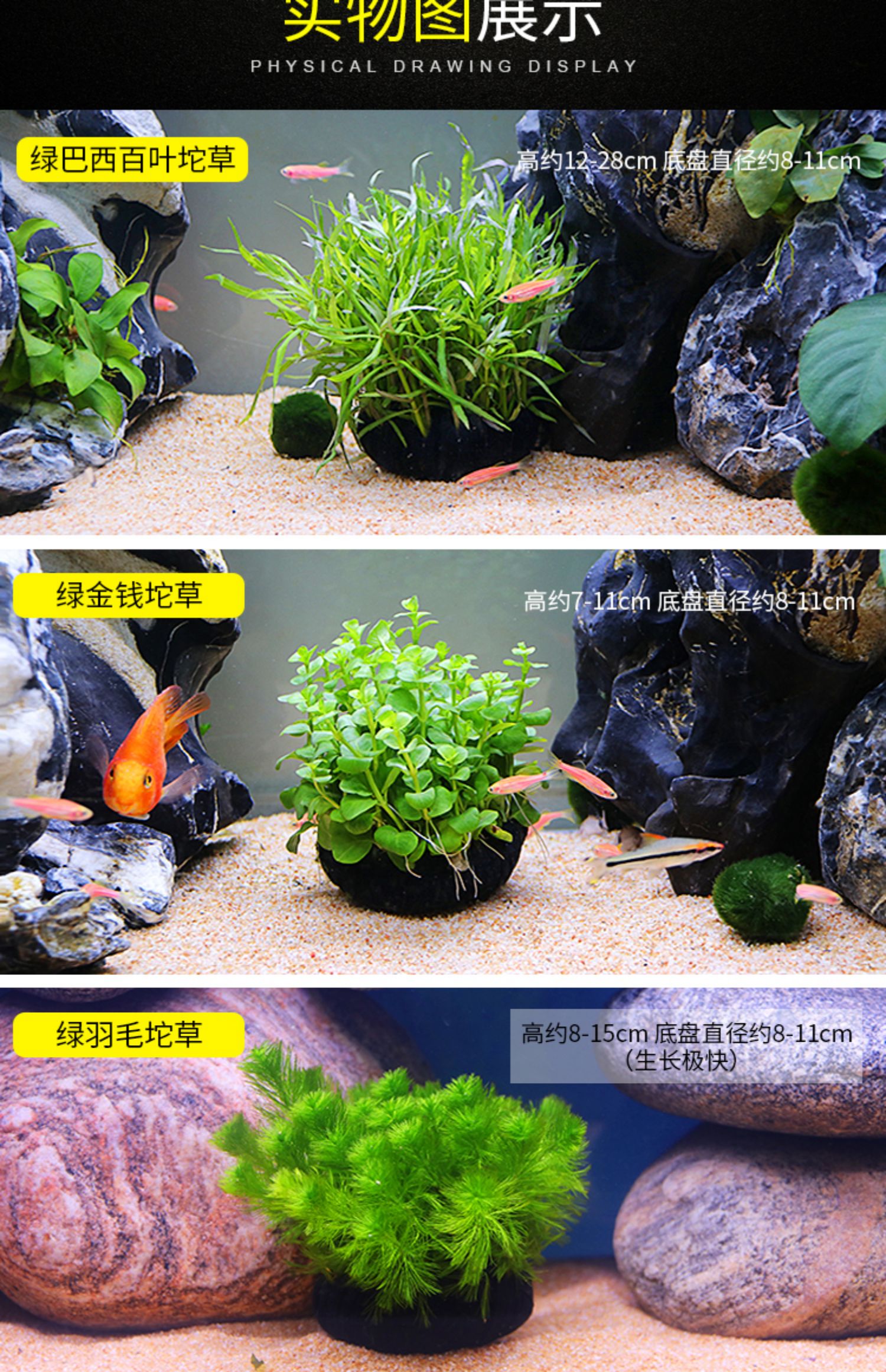 鱼缸中后景水草活体淡水懒人造景红波绿菊蜈蚣绿宫廷坨草沉木水榕红松