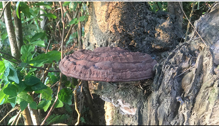 北·京同仁·堂野生灵芝正宗天然深山枫树平盖灵芝树舌可切灵芝片泡茶