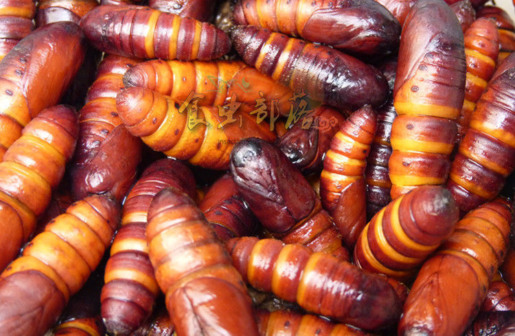 花初醒新店新鲜松虎蛹松毛虫蛹针蛹食用昆虫油炸烧烤生鲜冷冻运输