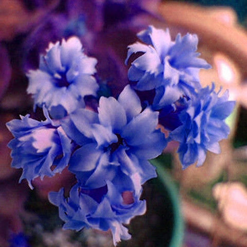 nsour*轻奢长寿花【4棵装】盆栽植物重瓣长寿花苗盆栽花卉绿植四季