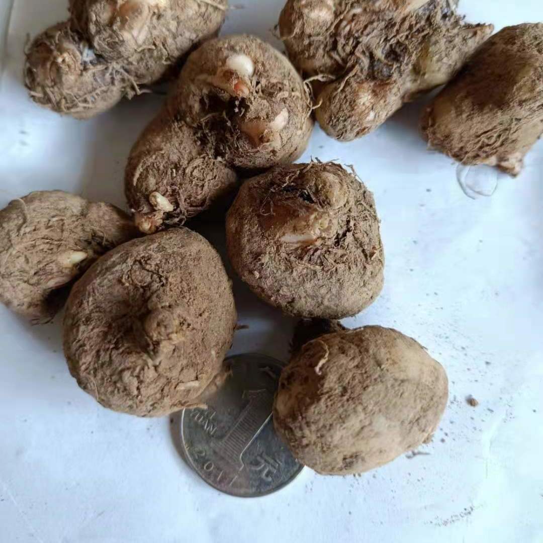 【半xia】种球生鲜湿滴水珠 半夏天珠石半夏独龙珠