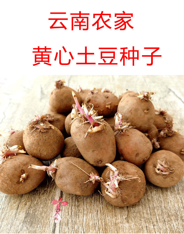 土豆种子黄心发芽云南本地马铃薯种子新鲜红皮土豆种子高产早熟10斤