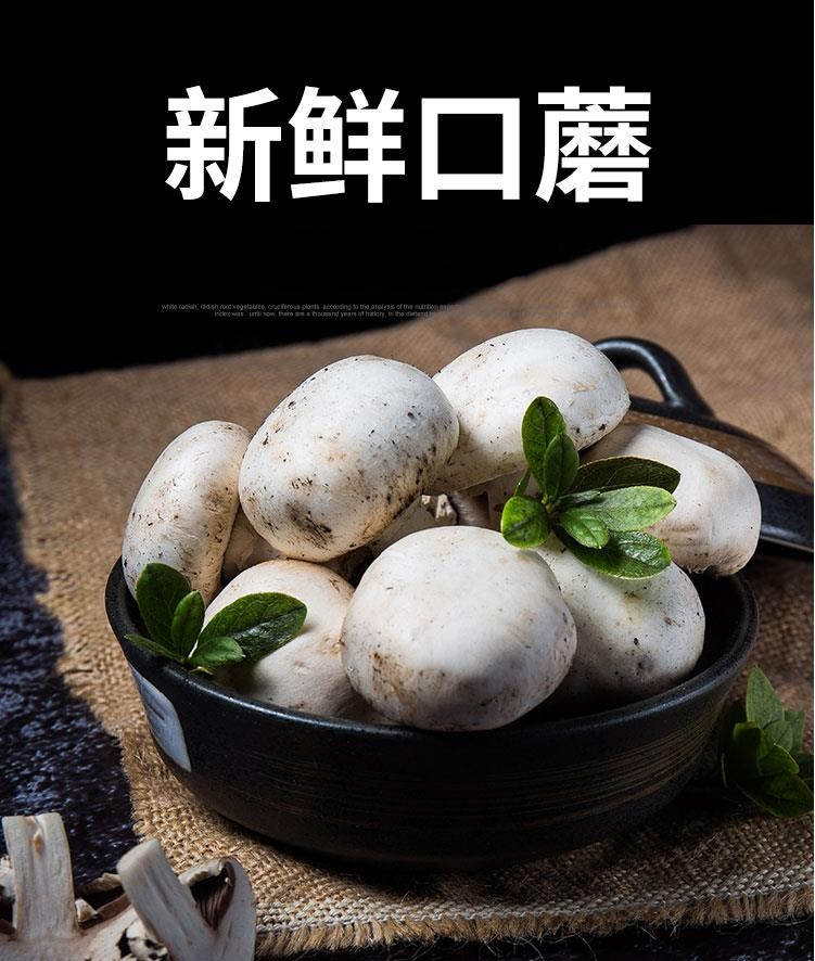 云南蘑菇白蘑菇精品小白菇双孢菇当应季时令新鲜果蔬烧烤火锅必备基地
