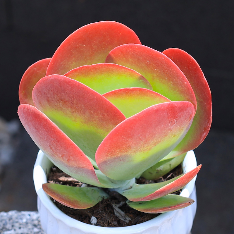 贝壳锦多肉植物白姬之舞花卉盆栽含花盆栽好成品桌面组合云南直发 醉