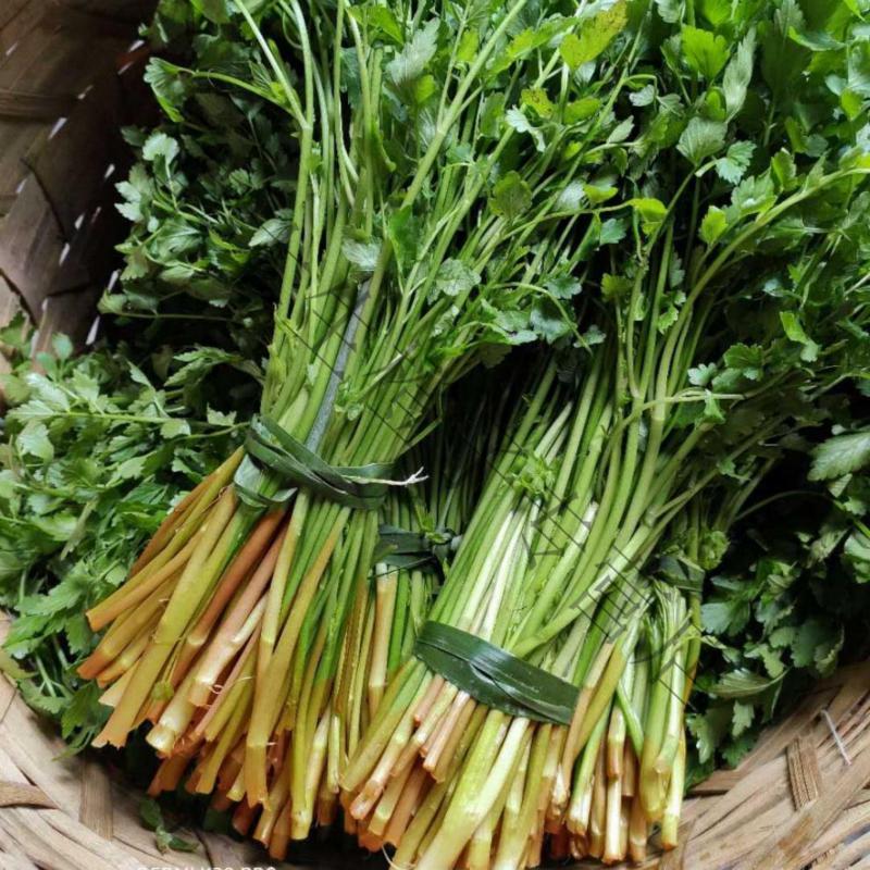 水芹菜现货芹菜农家野菜新鲜蔬菜芹菜清香水芹2斤