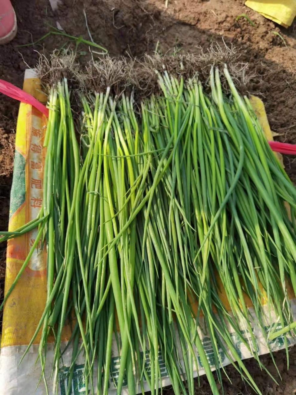 大葱苗新鲜农家自种1-5斤现拔葱秧子河南种植葱苗葱栽子 大葱苗5斤