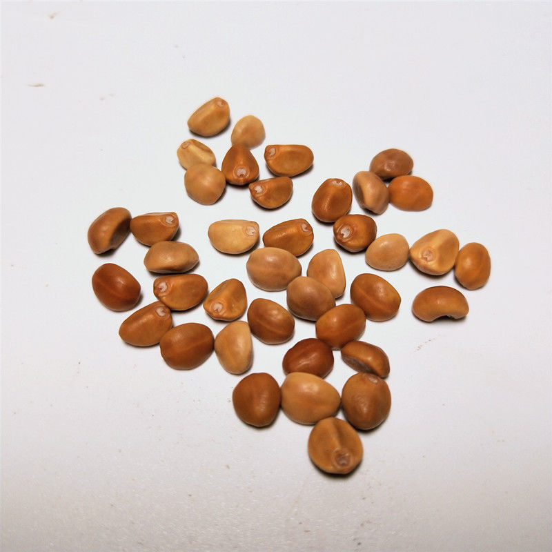 华佗豆纯正野生中药材拐子豆跌打豆金丝指葫芦泡酒良药250克500克精选