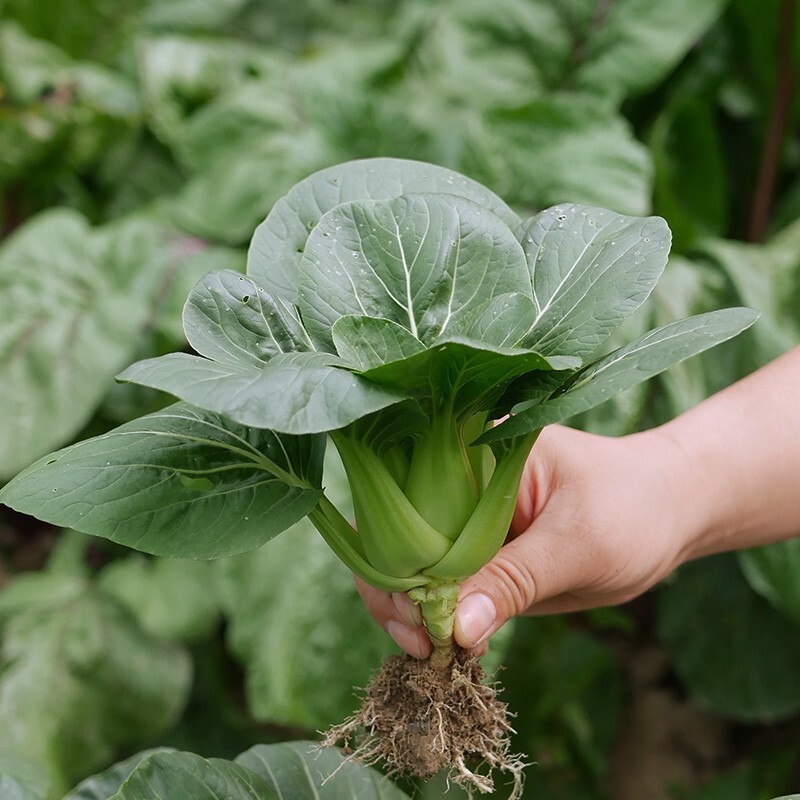 大禹 矮脚苏州青种子四季青菜籽上海青蔬菜 神禾 苏州青种子 2000粒