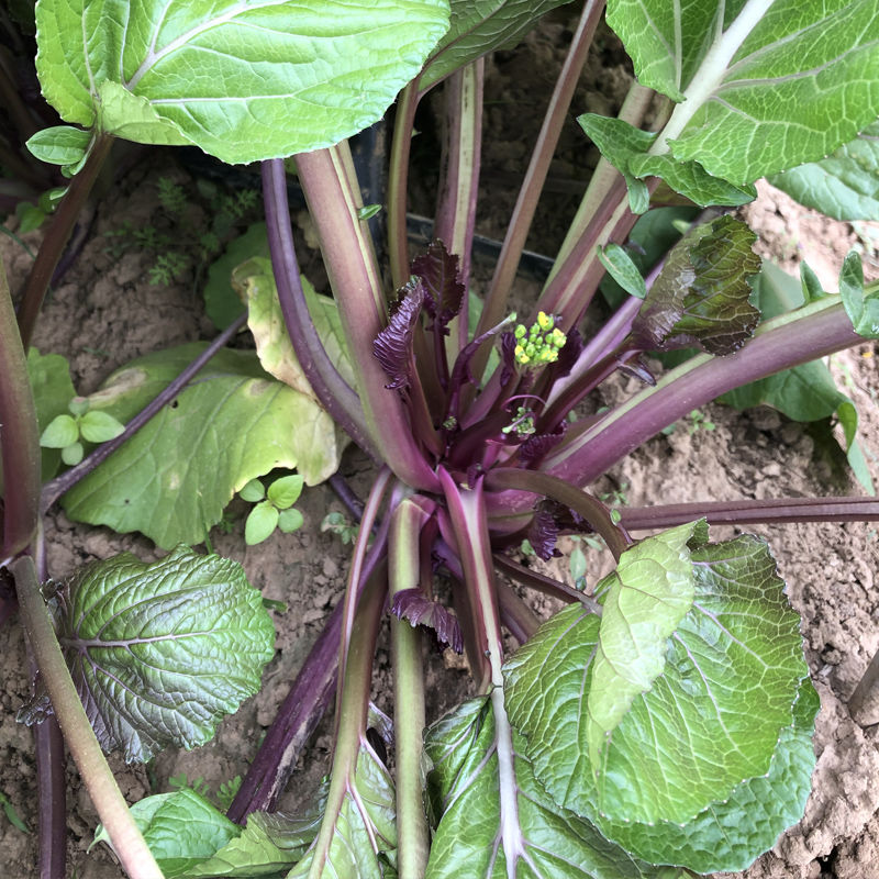 花果山紅菜薹種子四季易種菜種子白菜薹秋冬季新鮮菜籽種子高產蔬菜