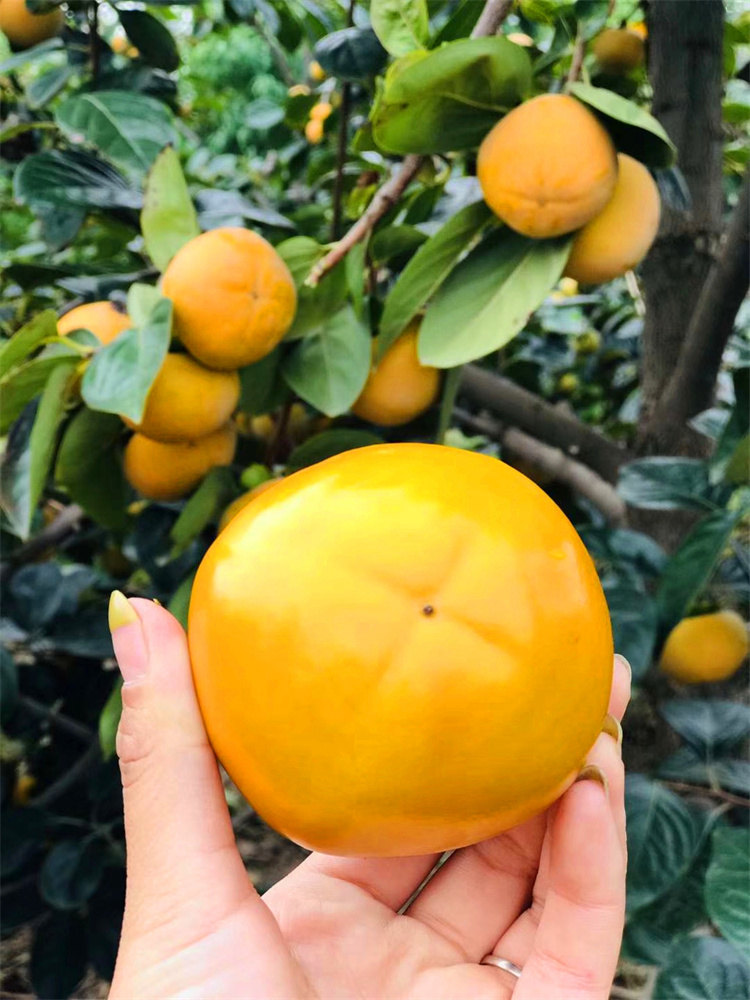 富有甜柿子树苗新品种果树苗日本脆甜柿苗盆栽地栽不脱涩摘下即食3年