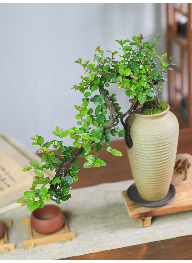 涞思芊品质保证雀梅禅意盆景悬崖老桩创意盆栽花卉植物室内桌面办公室