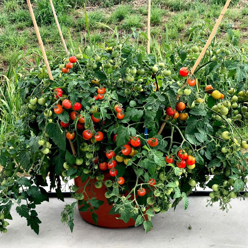 北蔬小番茄种子矮株盆栽西红柿蔬菜种子四季观赏性好红矮生番茄苗6棵