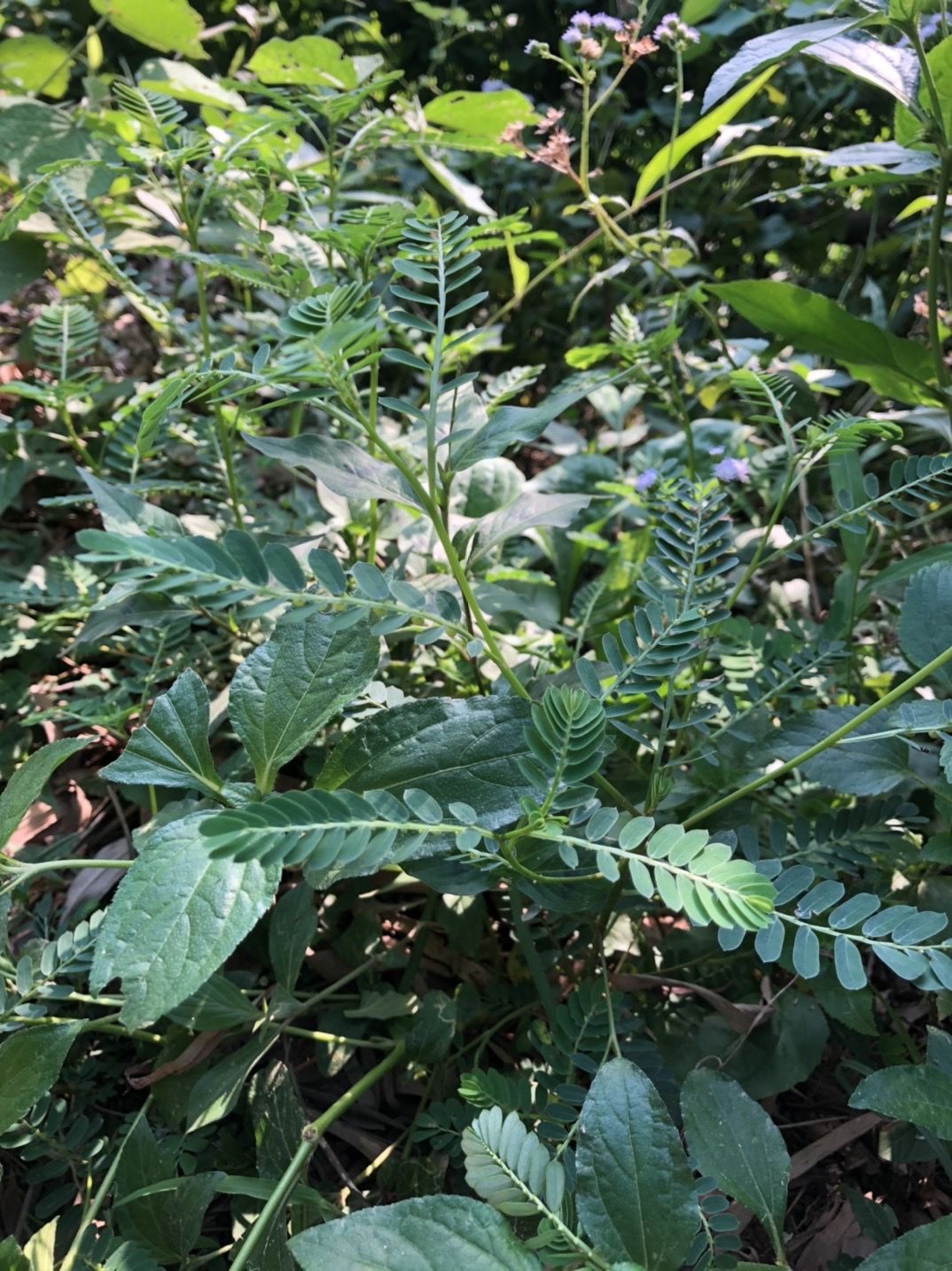 叶下珠500g现采鲜品珍珠草假油甘叶后珠夜合珍珠中草药材 叶下珠500g