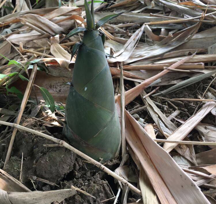 广西新鲜竹笋 现挖发货中 麻竹笋 大头笋夏笋绿皮笋 5斤【图片 价格
