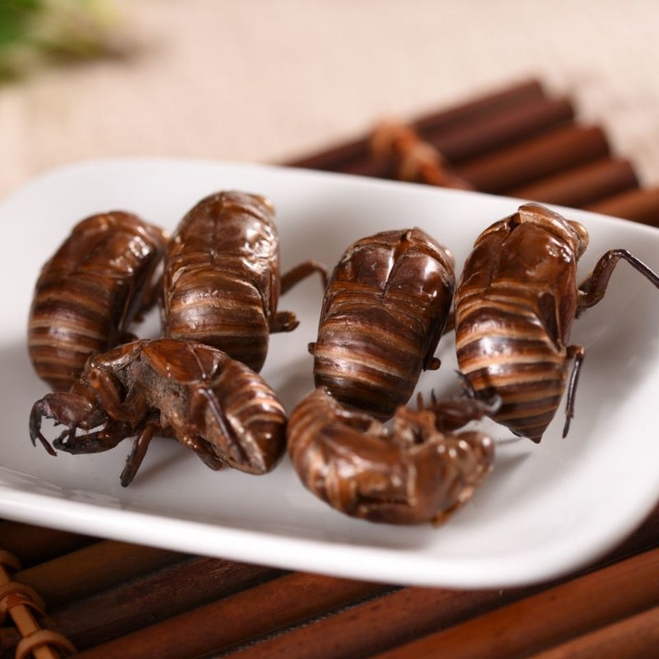 中药材蝉蜕蝉衣蝉壳虫蜕虫退爬了猴壳特价250g