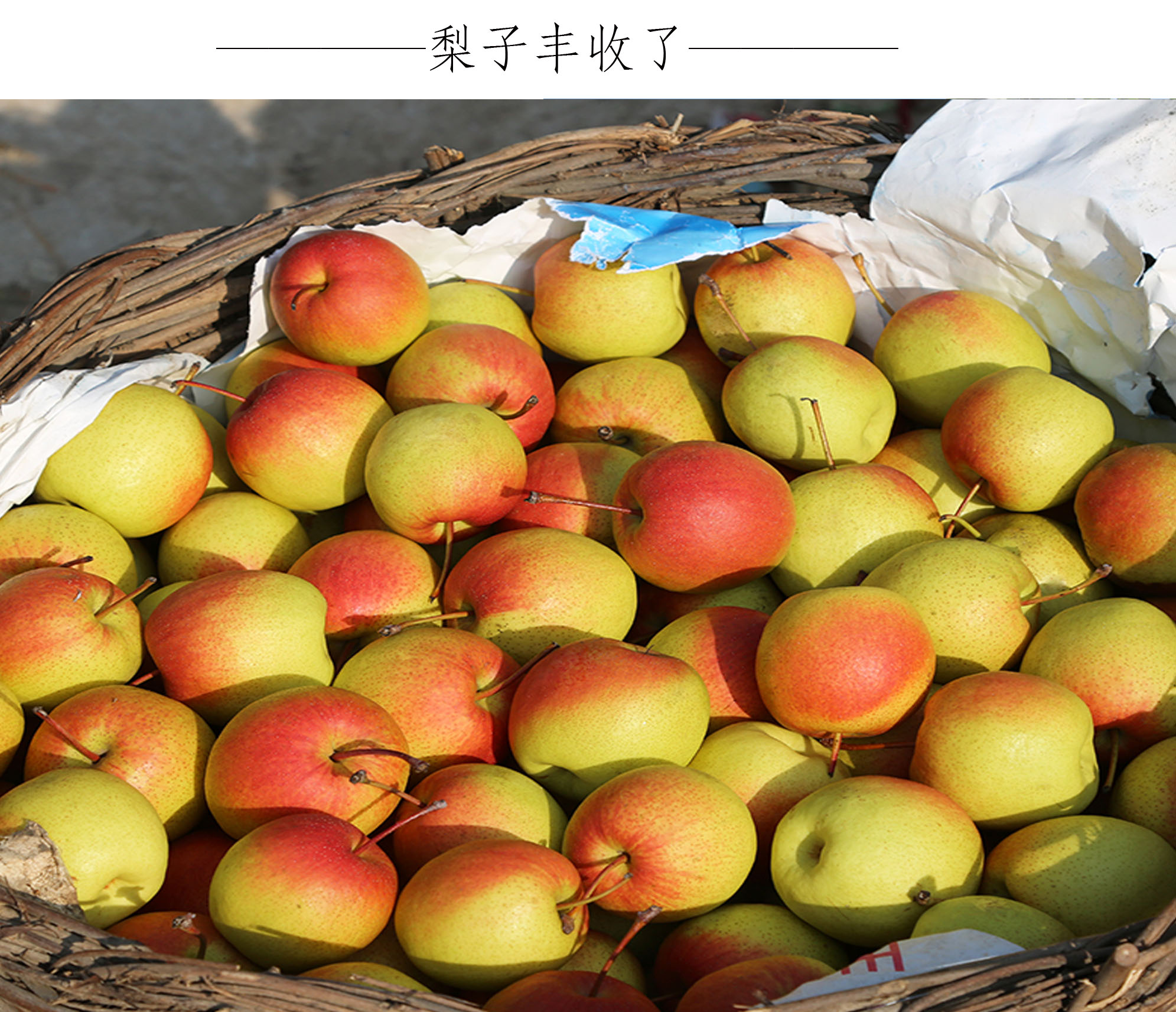 恬女神云南火把梨高原小红梨酸甜新鲜水果小酥梨水果1500g大果