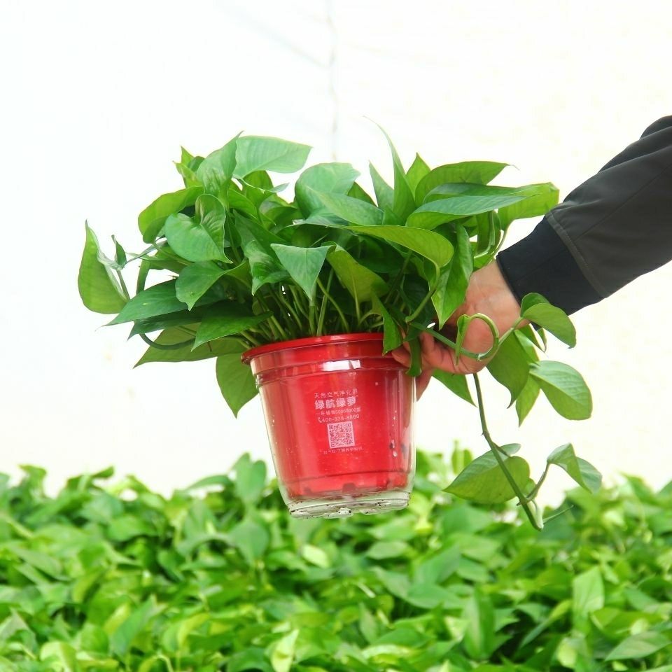 绿萝箩绿植自吸水盆栽批发带盆室内家用懒人 180高红八角盆4盆【图片