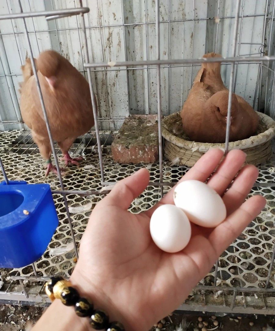 观赏鸽子活物美国进口圆环鸽黄色瓦灰红色大体活体种鸽幼鸽美系鸽