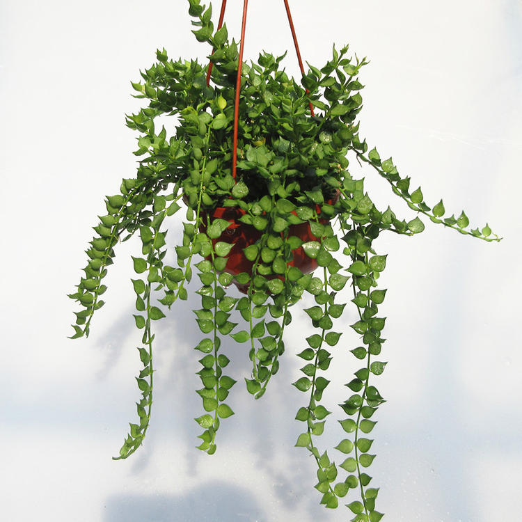 中梦 系列花卉阳台垂吊绿植盆栽口红美化空气植物 柳叶吊兰 不含盆【
