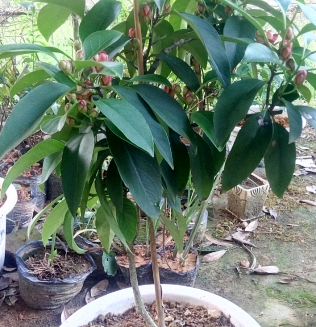 黑老虎老树熟桩 布福娜老树桩苗盆栽绿植带土杯发货 6棵一年苗高30-40