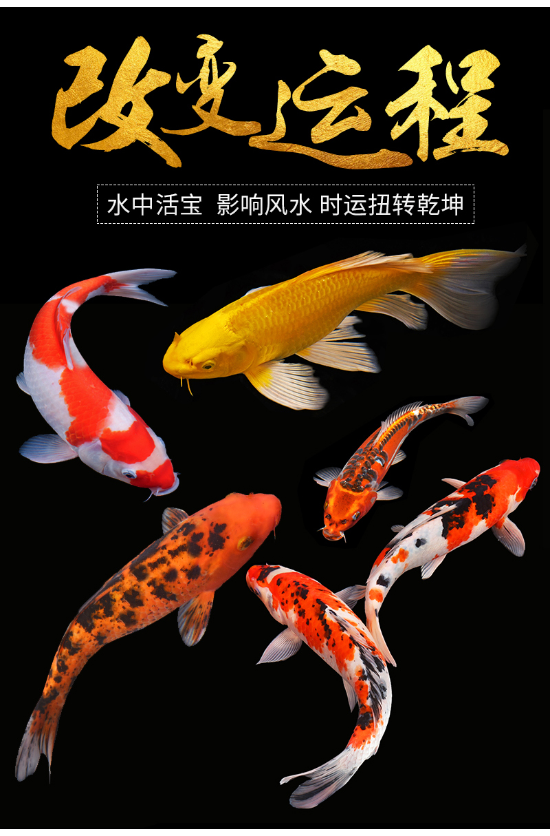 锦鲤鱼活鱼纯种观赏鱼好养红白三色大型冷水淡水招财直播选鱼桔红色