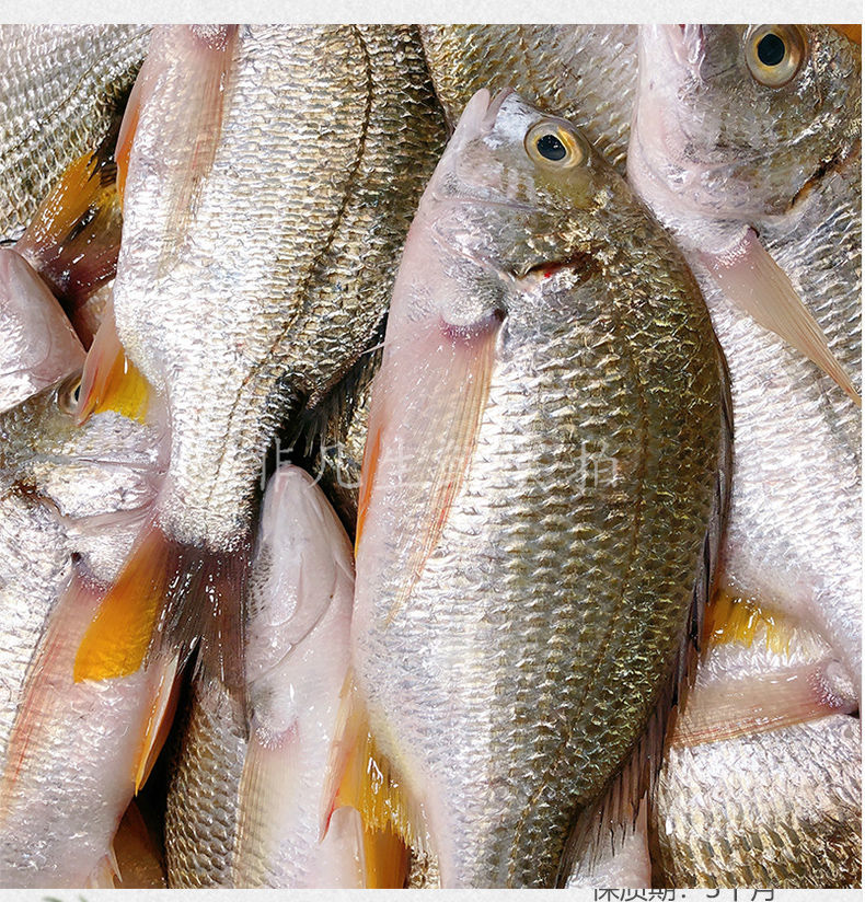 海捕高鮮度 特大黃翅魚 黃鰭鯛 黃鯛魚 急凍鎖鮮