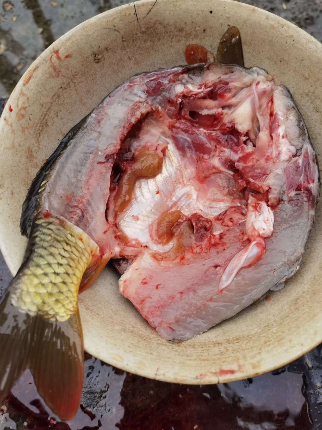 农家现捉现杀新鲜稻田鱼贵州特产稻花鱼本地田鱼鲤